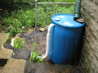 Photo of the rain barrel with overflow pipe in
         place. The tube comes out of the barrel just an inch or two
         below the rim, descends to the ground, and then travels along
         an undercut asphalt ledge to a rocky area.